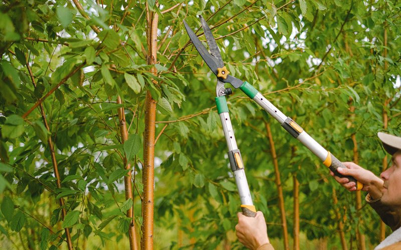 Tree trimming in Poplar Grove, AR