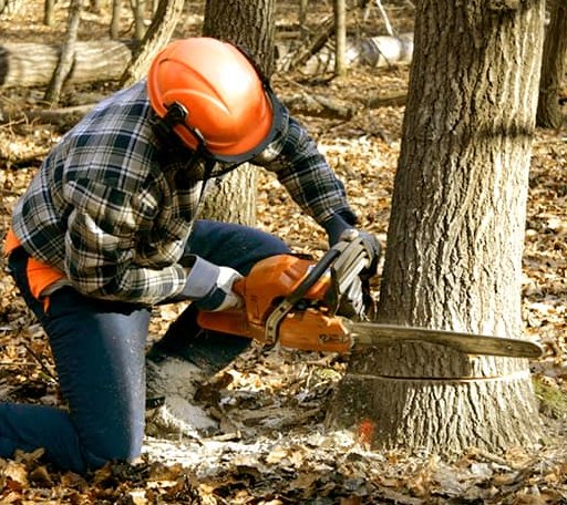 Tree Removal in Poplar Grove, AR